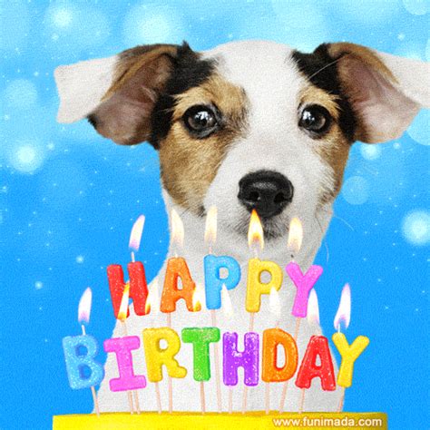 Happy Birthday Dog Celebration GIF | GIFDB.com
