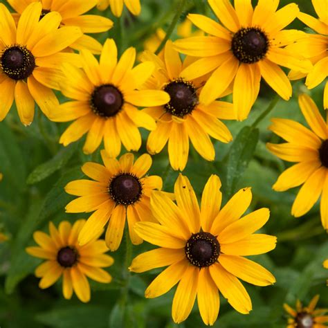Can Black Eyed Susan Grow In Florida at Ruben Ramos blog