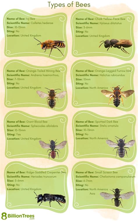 Image result for Bee Identification Chart