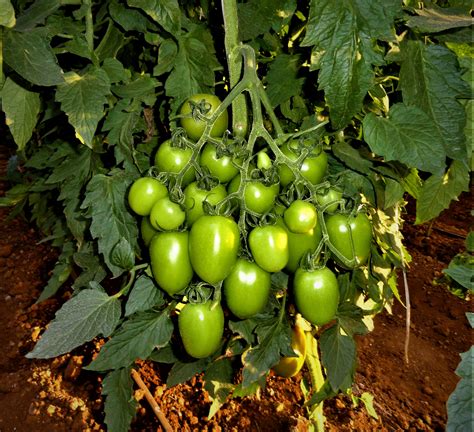 Tomato Farming in India | Drip Irrigation For Tomatoes | Tomatoes Crop ...