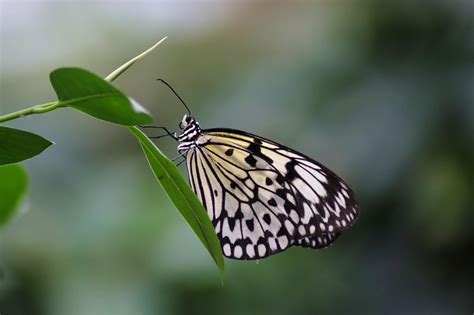 Image result for Simple Image of Butterfly Small Size