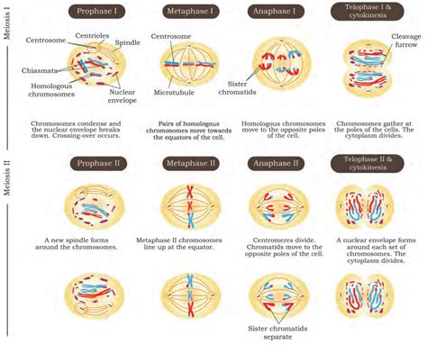 SATHEE: Chapter 05 Cellular Processes
