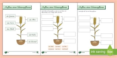 Weizen I Aufbau einer Getreidepflanze I ab der 3. Klasse I