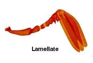 Structure and modifications of insect antennae