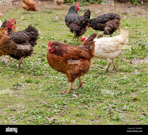Chickens rooster walking on ground hi-res stock photography and images ...
