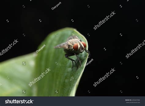 Fly Side View 的图像结果