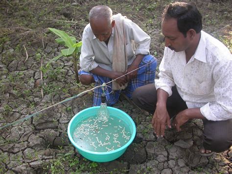 Insect pest management