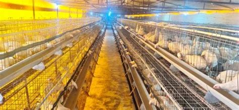 Indian Agrotech Company - Manufacturer of Poultry Cage & Poultry Nipple ...
