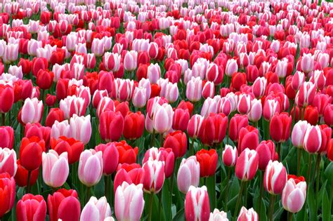 Tulip Flower When To Plant at Carl Westfall blog