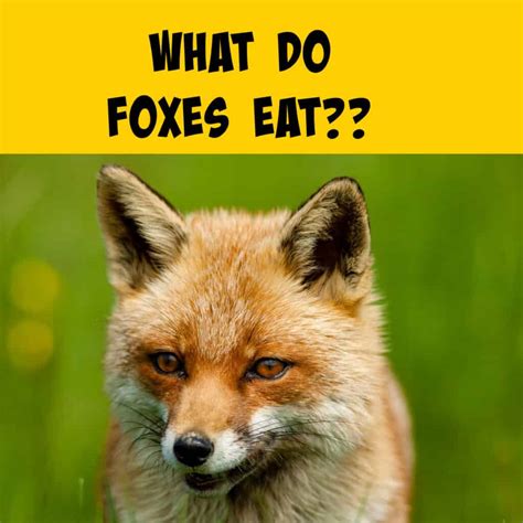 Do Foxes Eat Squirrels