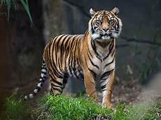 Bengal Tiger Image by Reclassifying Remaining 4 000 Tigers In World Could Help Bengal Tiger Image