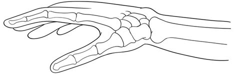 Bone drawing Images - Free Download on Freepik