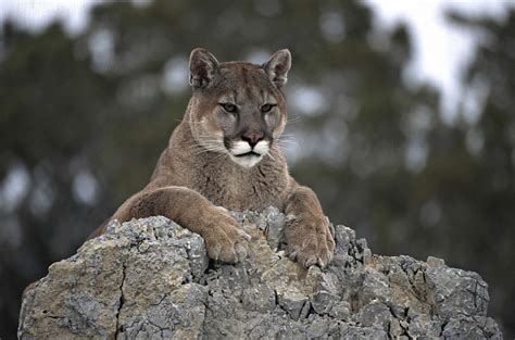 Cougars Mountain Lion Attacks