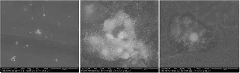 MAPLE Fabricated Fe3O4@Cinnamomum verum Antimicrobial Surfaces for ...