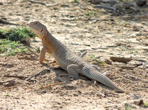 SHINING A LIGHT ON THE PLIGHT OF INDIAN SPINY-TAILED LIZARD IN ILLEGAL ...