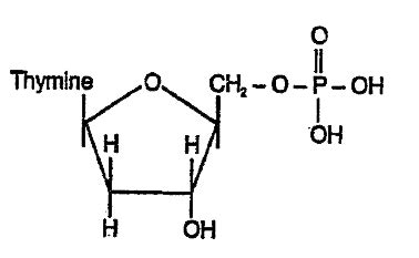 All of the following nucleotides are present in DNA, except