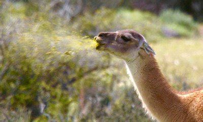 Image result for Deep Learning with Python Book