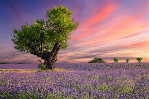 Images de Paysage violet – Téléchargement gratuit sur Freepik