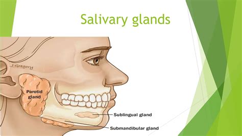 salivary gland.pptx