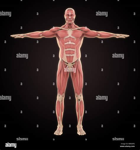 How To Draw Human Muscular System
