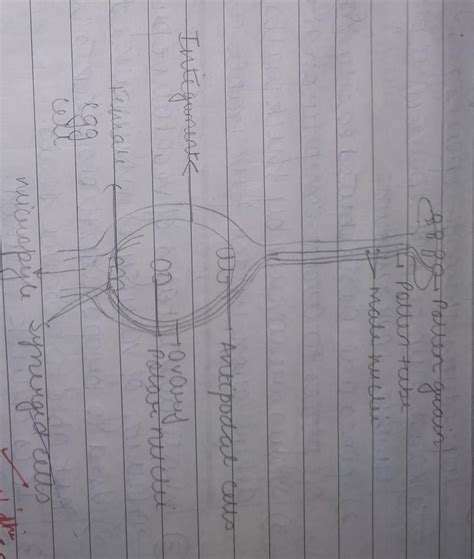 define fertilization, name any one part of hind brain? - Brainly.in