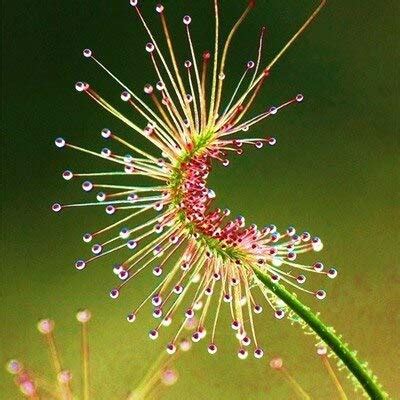 110 Pcs/Lot Carnivorous Seeds Flycatcher Seeds Sundew Seeds Adrosera ...