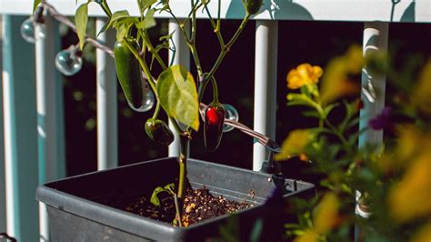 Wallpaper pepper, bush, pot, plant, decorative hd, picture, image