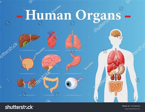Internal Organs Of The Human Body Anatomical Chart Pdf at Jerry Bergman ...