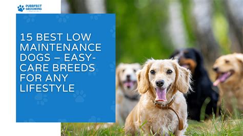 15 Best Low Maintenance Dogs:Easy Care Breeds for Any Lifestyle