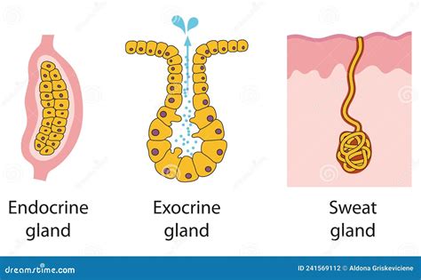 Endocrine Gland Vs Exocrine Gland
