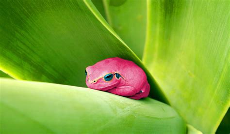 Image result for Pink Tree Frog