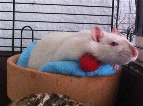 weibliche und männliche süße Rattenwelpen abzugeben in Grömitz | Tiere ...