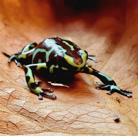 マダラ ヤドクガエル Dendrobates auratus "reticulated" | Amazonarium