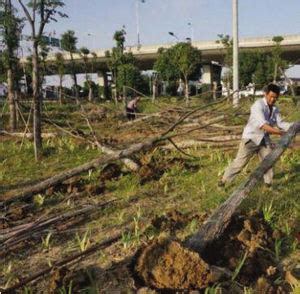 南京：青奥会突击栽种树木枯死 质疑反季节 园林资讯
