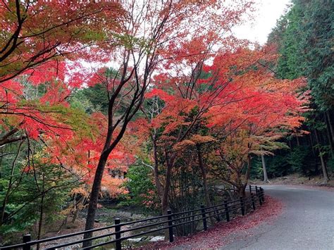 KINNO BIG GINKGO TREE (2025) All You Need to Know BEFORE You Go (with ...