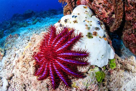 Crown Of Thorns Starfish Life Cycle