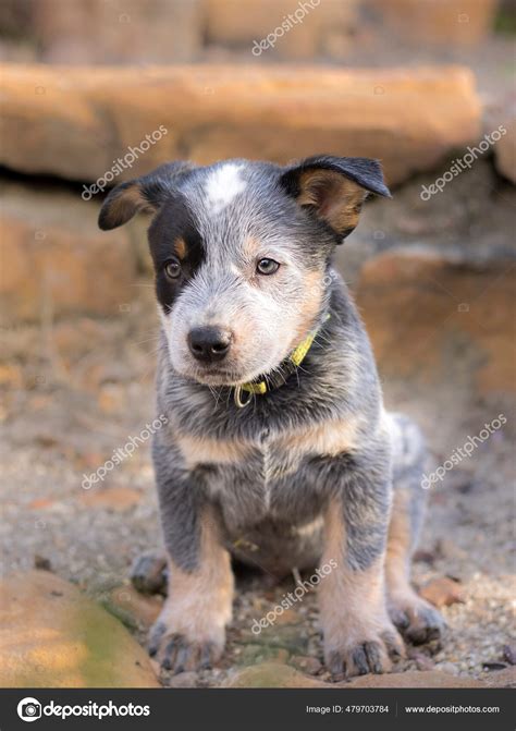 Australian Cattle Dog Puppies