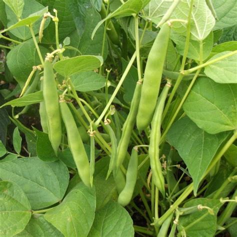 Runner Bean Problems 的图像结果