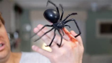 Black Widow Babies Bite