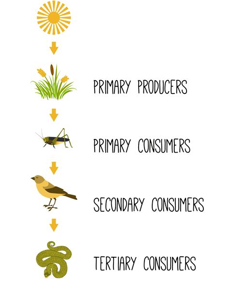 Tertiary Consumers Examples