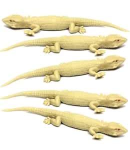 WAAOME Chipkali (5 PCS) Lizard Real Looking Chipkali Prank Toy for Kids ...