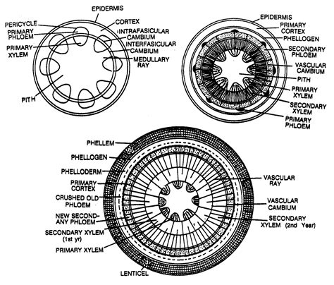Explain the process of secondary growth in the stelar region of dicot stem.