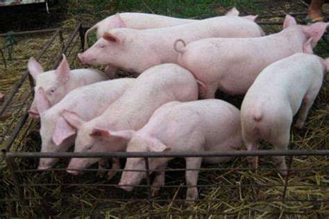 非洲猪瘟爆发一周年 亚洲近500万头猪丧生 | | 1联合国新闻
