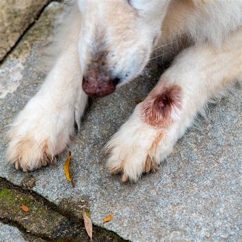 What Causes Maggots On Dogs