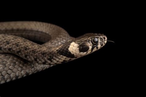 Grass Snake (Natrix natrix natrix) - Joel Sartore