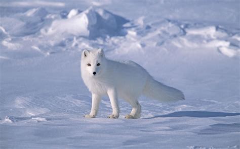 Animals In Tundra Adaptations
