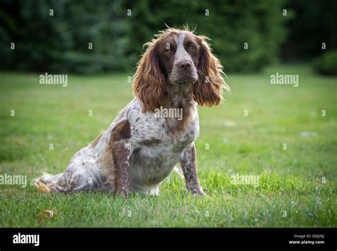 Image result for Working Cockapoo Gun Dog