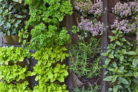 Companion Planting Herbs: What Herbs Grow Well Together