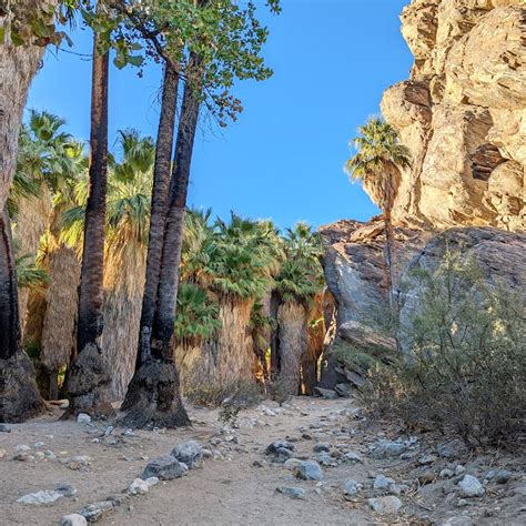 Andreas Canyon Trail in Palm Springs, CA (With Photos)