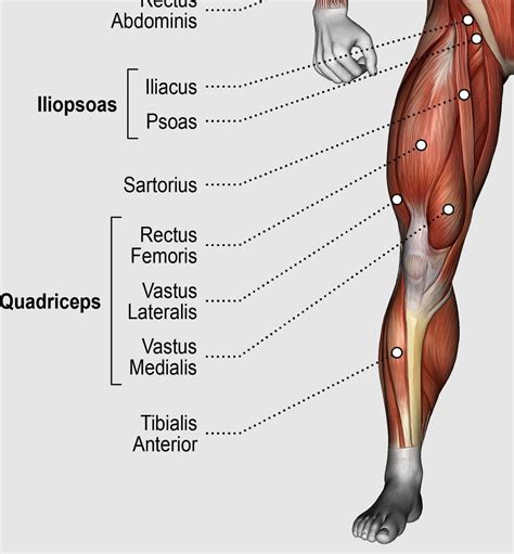 Hamstring Vs Quad Exercises: A Guide To Balancing Leg Workouts - Workout Guru